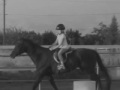 horse photo contest OPEN!