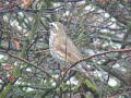Redwing, Hilversum
