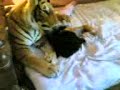 wrestling siblings wrestling siblings