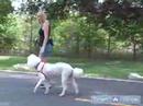 How to Train a Poodle : How to Teach Your Poodle to Heel