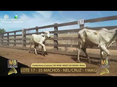 507� LEIL�O VIRTUAL MB LEIL�ES