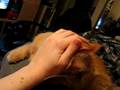 videos de Scritches