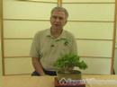 How to Grow Bonsai Trees : Free Lessons for Beginners : Tips for Growing Healthy Bonsai Trees