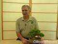 How to Grow Bonsai Trees : Free Lessons for Beginners : Tips for Growing Healthy Bonsai Trees