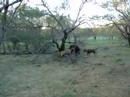 Pig hunt