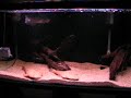 black arowana and pacman cat black arowana and pacman cat