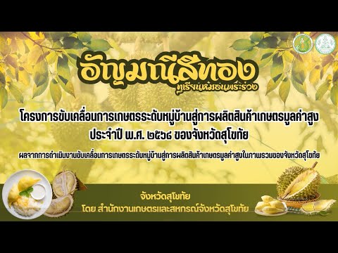 ทุเรียนหมอนพระร่วง สินค้าเกษตรมูลค่าสูงจังหวัดสุโขทัย