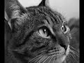 Historia de gatos