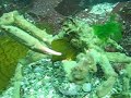 crab having lunch crab having lunch