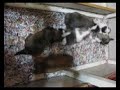 Puppies at Play