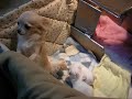 Roofie and Pups