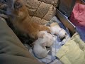 Roofie and Pups