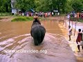 Bavali River, Kannur, Kerala, India, elephant, festival, ritualistic procession, Kottiyoor