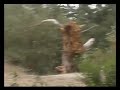 30 second commercial for Santa Cruz Mountain Bikes.mov