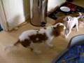 Poco & Norris Playing