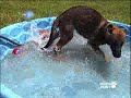 PUPPY PARTY! IT'S PARTY TIME!