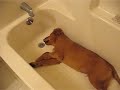 Gus playing in bath tub Gus playing in bath tub