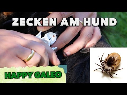 Zecken: Was hilft gegen Zecken und wie entferne ich Zec ...