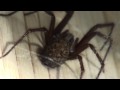 Big Spider !