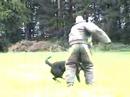 Rottweiler bei der Arbeit