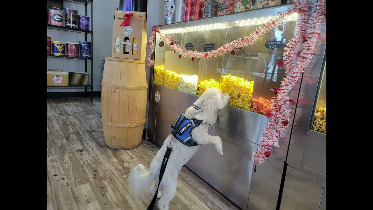Delray Dog Walks at The Original Popcorn House