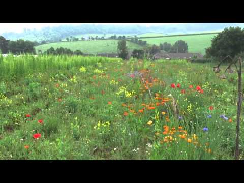 Organic Vegetable Farming with Shillingford Organics
