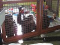 Jody, Burrito and Foxie at CSNW watching a video about chimpanzees