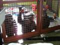 videos de Jody, Burrito and Foxie at CSNW watching a video about chimpanzees