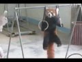 Watch: Red Panda Does Pullups - YouTube