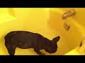 Click here to watch this video Pippa's First Bath