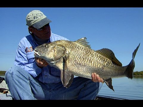 Black Drum Fishing