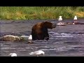 peaceful outdoors animals