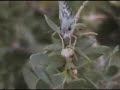 Desert Moths and Butterflies from the Hackberry Tree Desert Moths and Butterflies from the Hackberry Tree