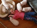 american-eskimo-puppies-week-9-9.html