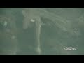 Tons Of Cod Fish 2010 Triton