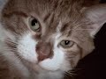 Wilber the Cat