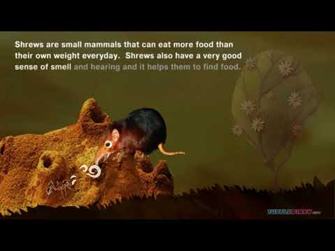 TD Science in Seconds How Much Does a Shrew Eat