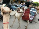Rading a camel in Geiza