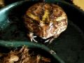 Michigan The Pacman Frog Screaming