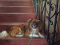 Kirby el perro que habla Kirby el perro que habla