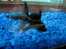 Po, The Black Moor Goldfish