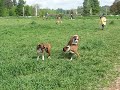 MustLuvBoxers