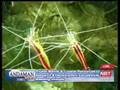 Andaman News Thursday 6 November - 8 items