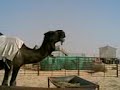موقع سمان الهرج الشعبي مزاين مزايين الابل بعير ناقه ناقة فحل مجاهيم وضح قصايد قصيده قلطات قلطه شعر اشعارالهاجري القحطاني العتيبي السبيعي اليامي العجمي المري الحربي الدوسري شعبي