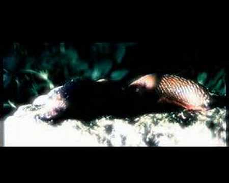 Cannibalism (- Slug Time Lapse vol.2)
