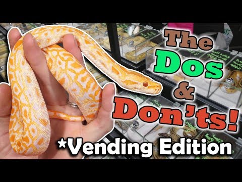YouTube reptile video
