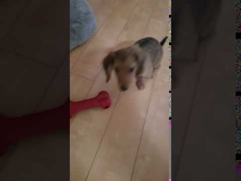 Pups Playing around the house