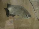 pearl arowana