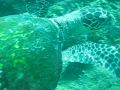 Sea Turtle