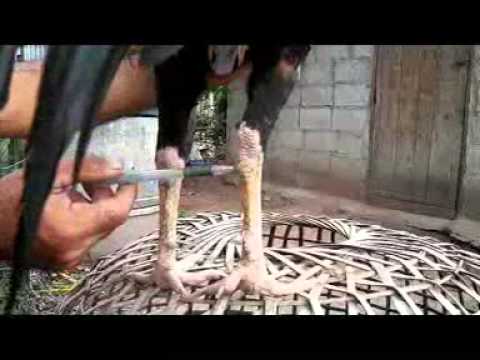 ไก่เก่ง - มีตำราเกล็ดพิฆาตเต็มสูตรออกวางจำหน่ายประมาณเดือน กุมภาพันธ์ 2557 นี้ พิมพิ์สี่สีทั้เล่ม...